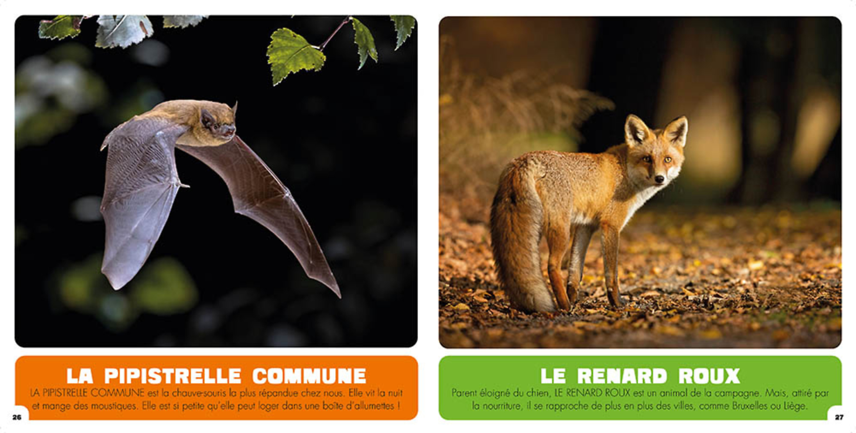 Les Animaux De Belgique