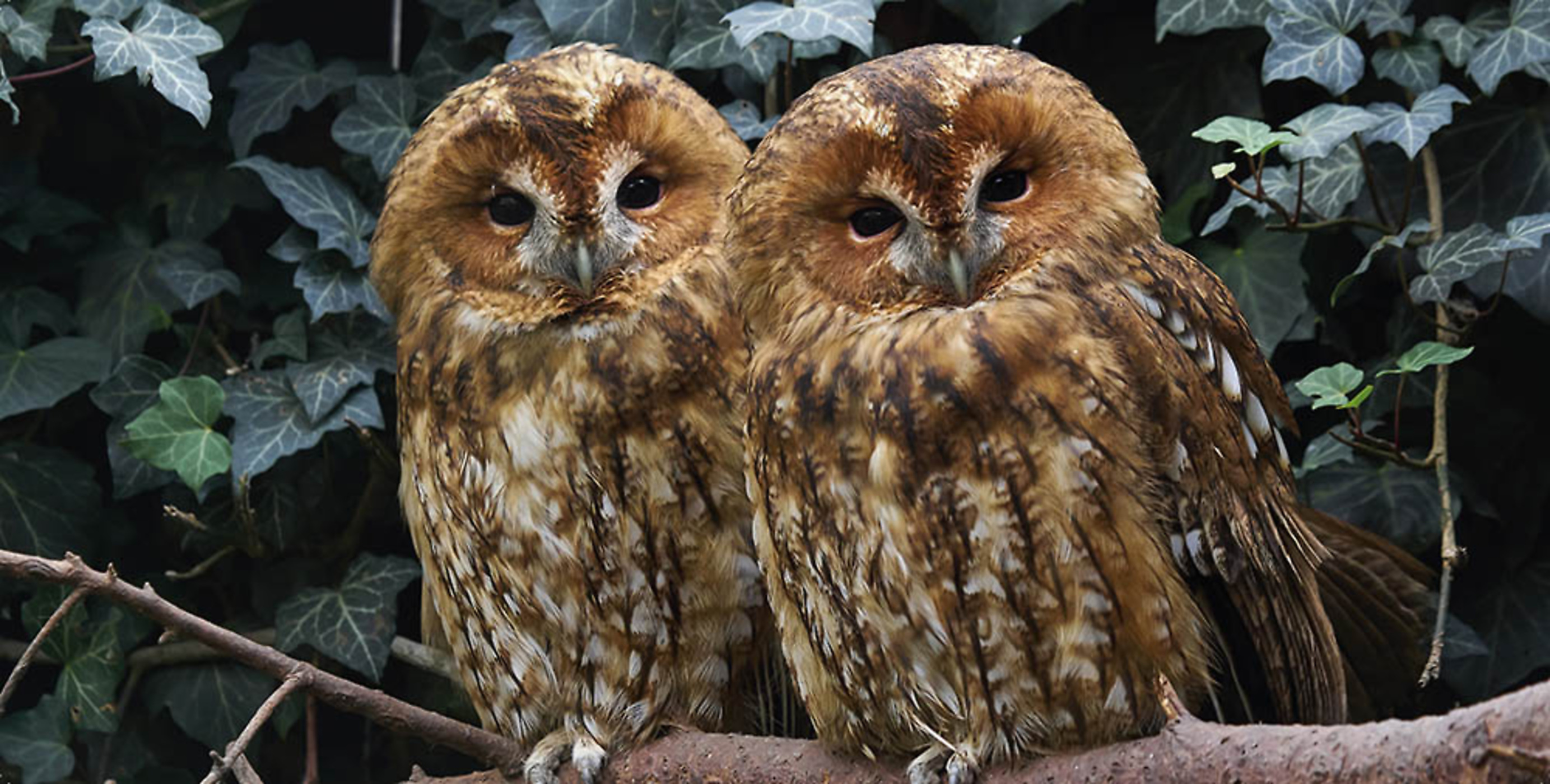 Les Animaux De Belgique