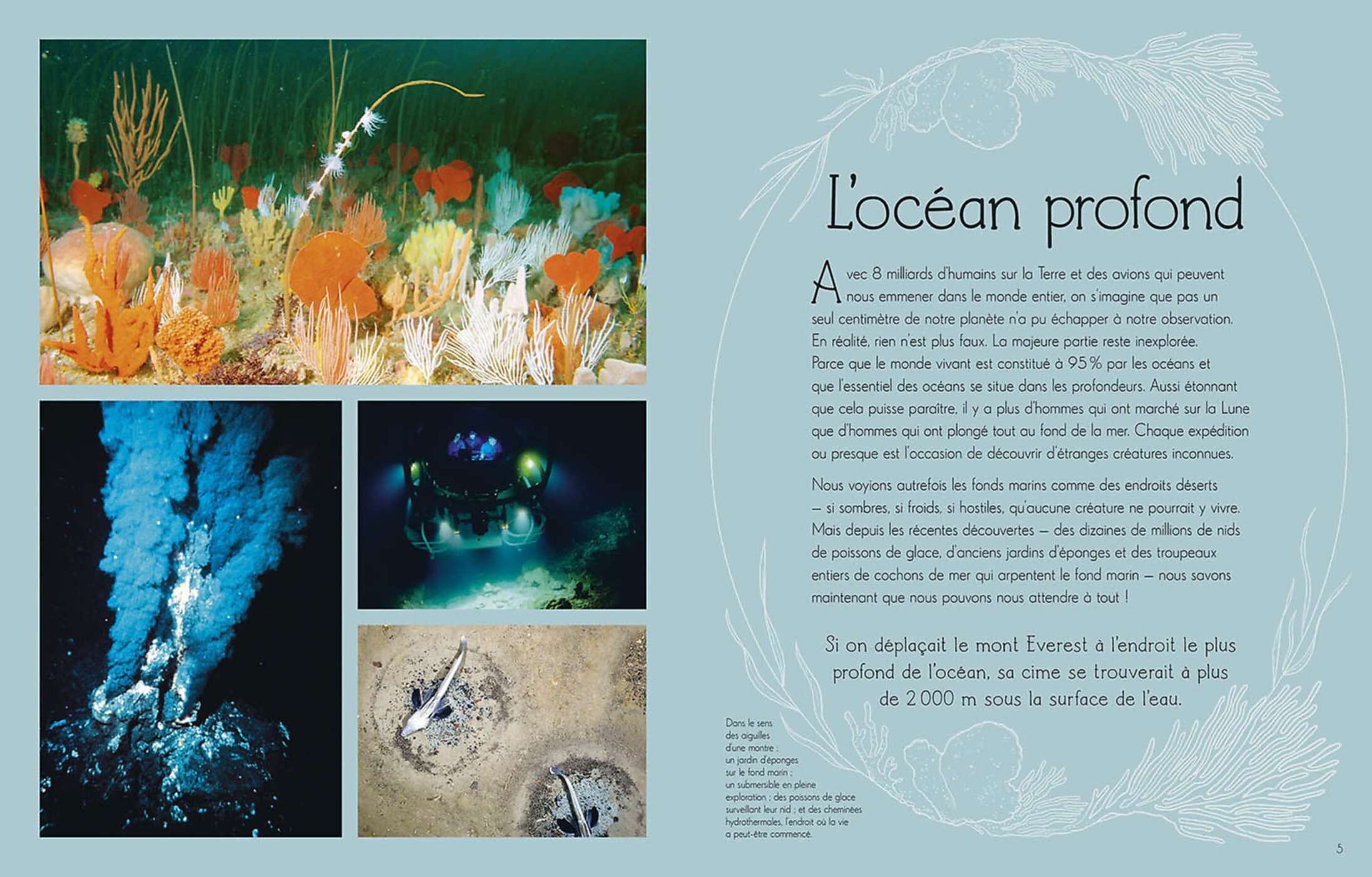 L'anthologie Illustrée Du Monde Aquatique