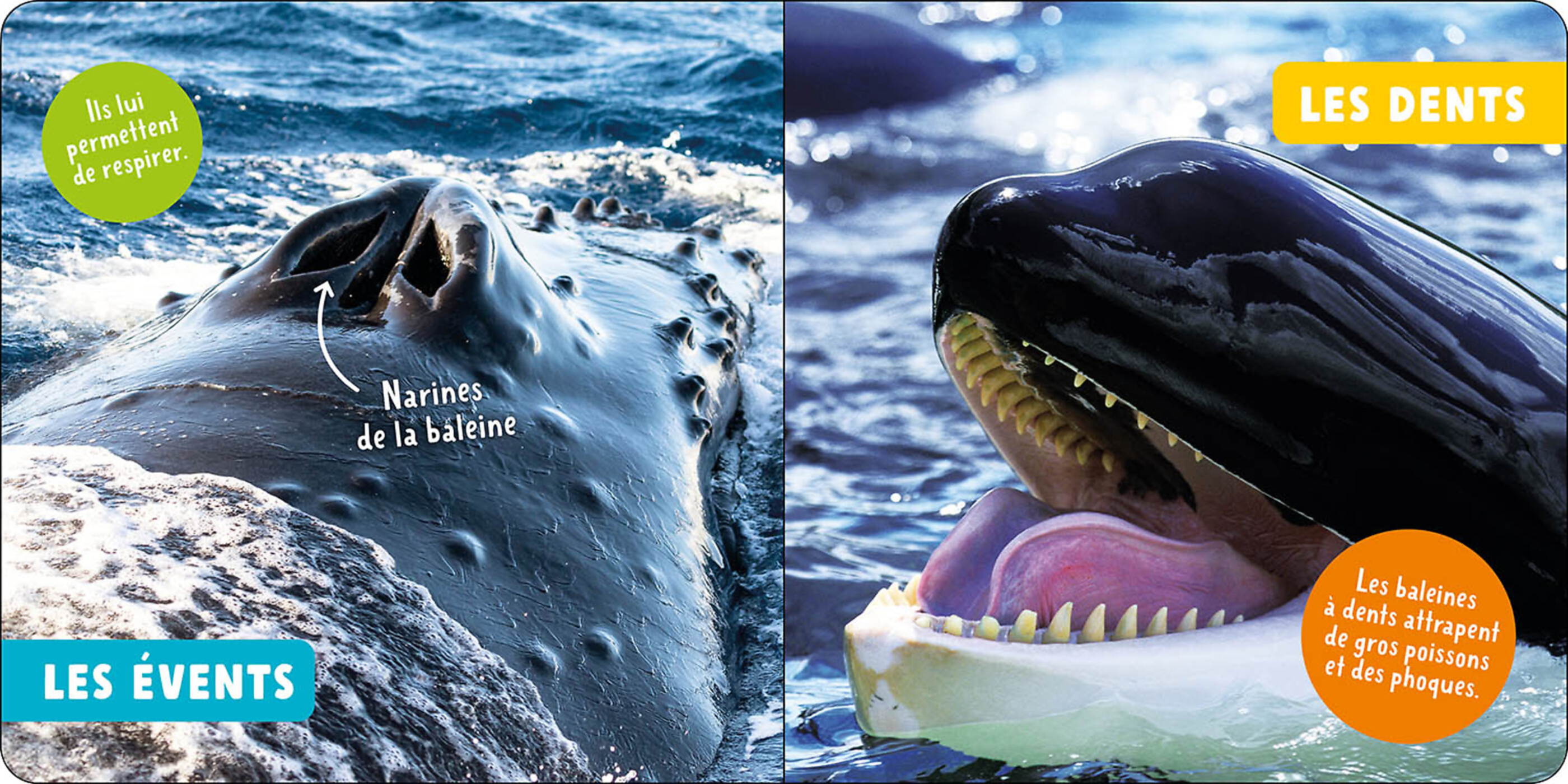 Mon Premier Doc Photo - Les Baleines Et Autres Cétacés