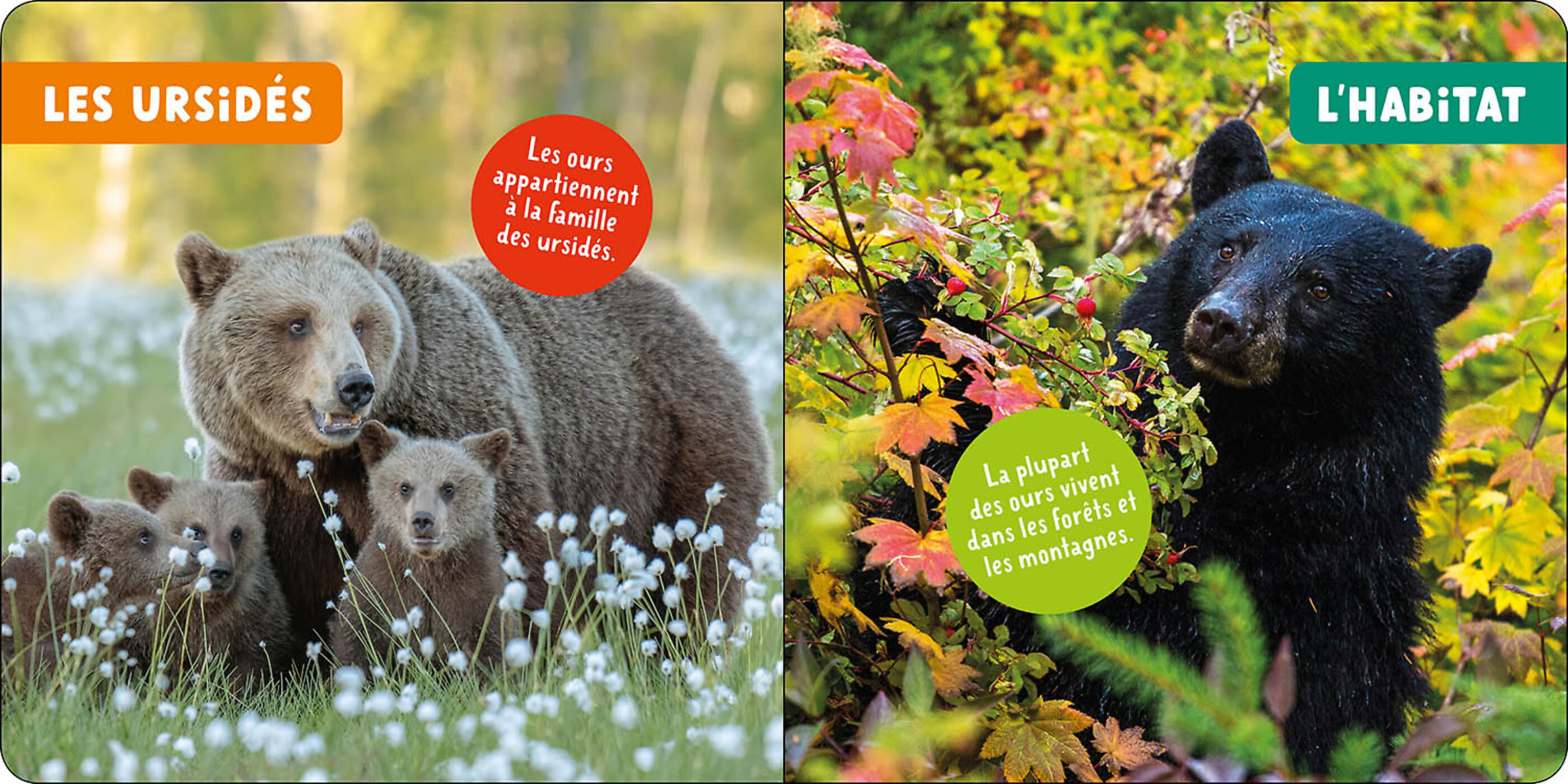 Mon Premier Doc Photo - Les Ours