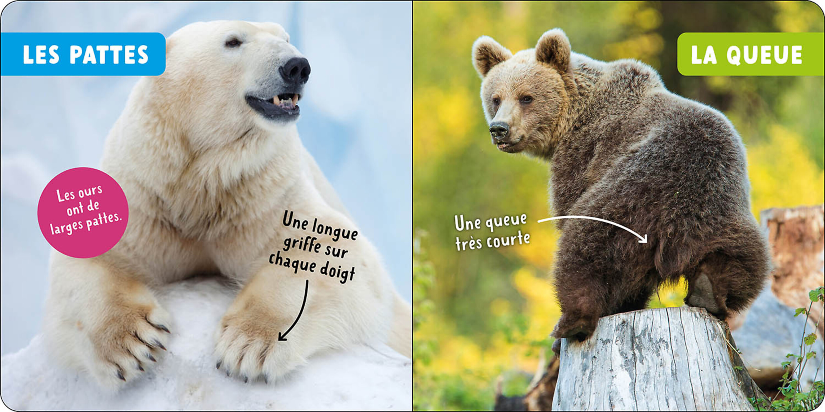 Mon Premier Doc Photo - Les Ours