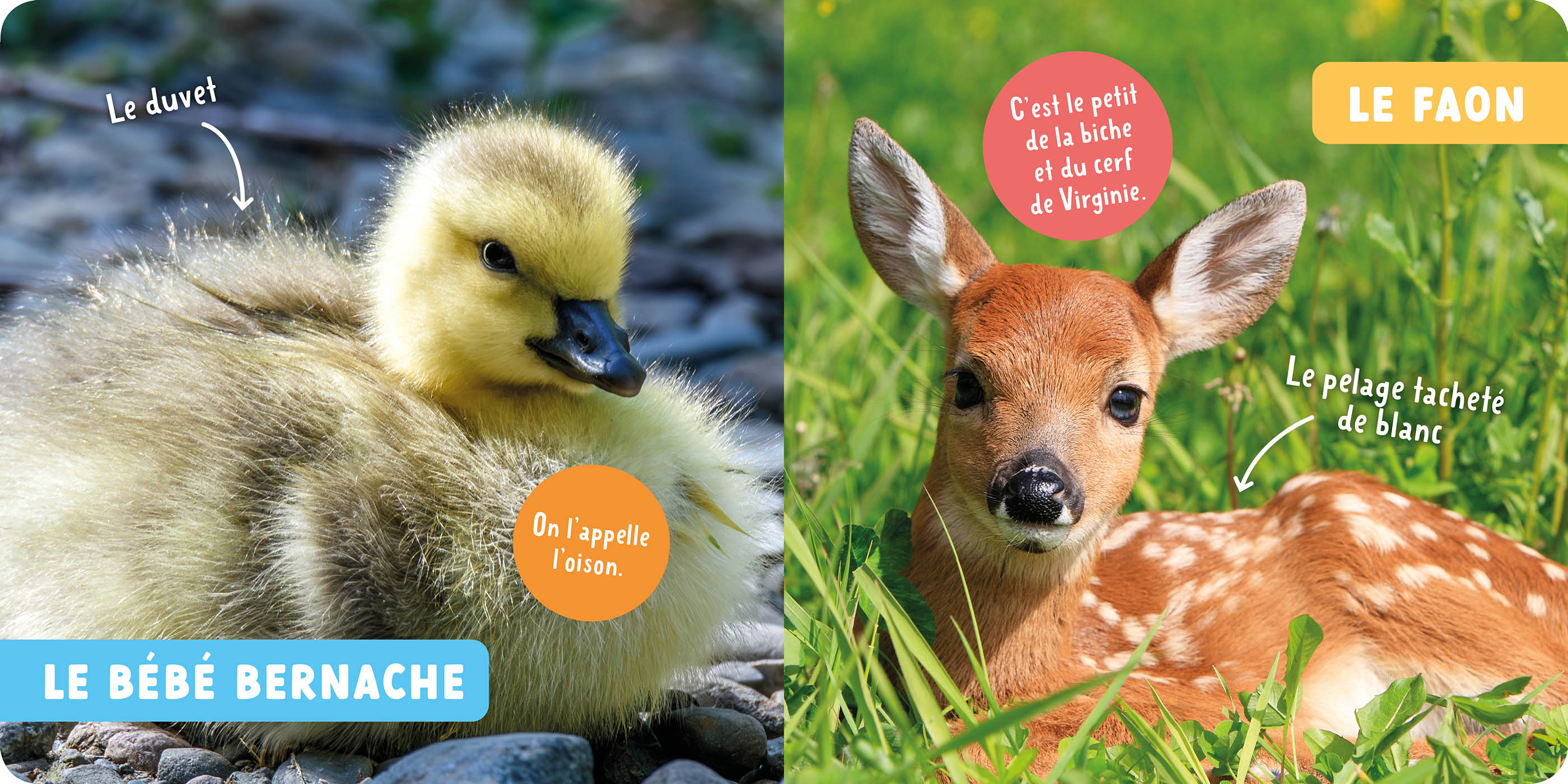 Mon Premier Doc Photo - Mon Premier Doc Photo : Les Bébés Animaux Du Canada