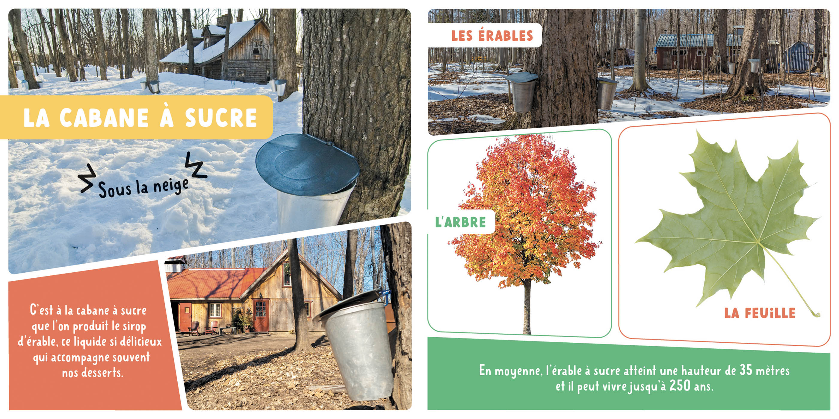 Mon Premier Doc Photo - La Cabane À Sucre - Nouvelle Édition 2027