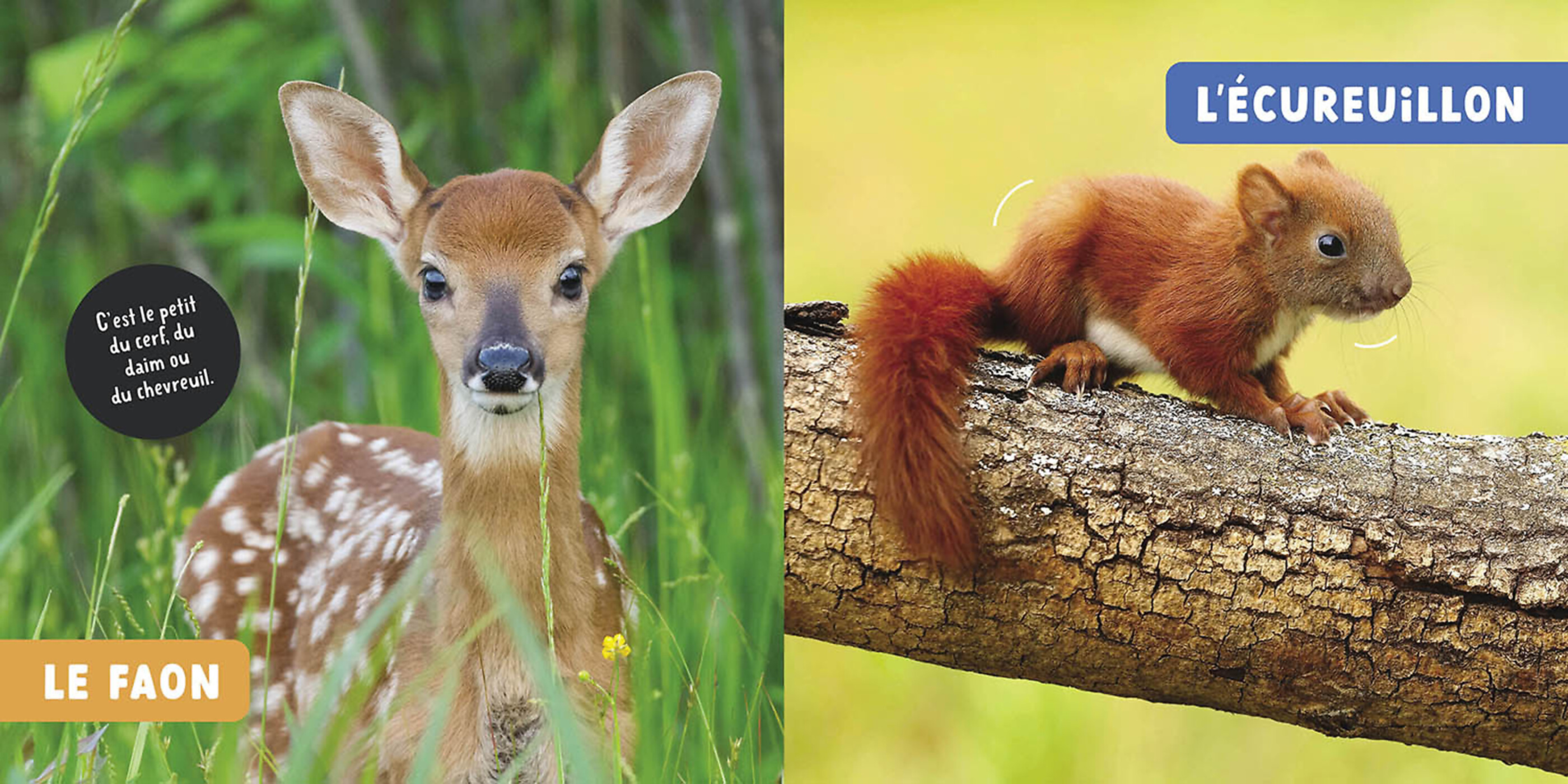 Mon Premier Doc Photo - Les Bébés Animaux Mon Premier Doc Photo - Les Bébés Animaux