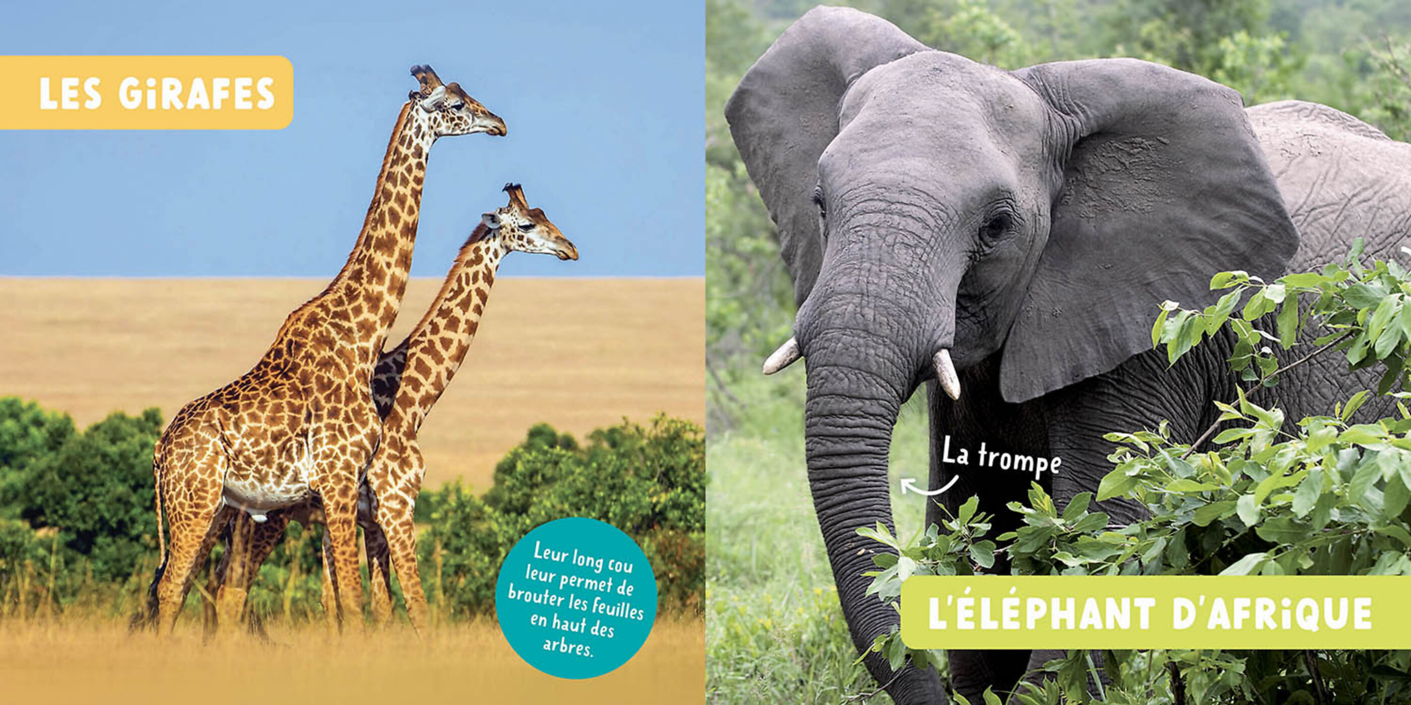 Mon Premier Doc Photo - Les Animaux De La Savane Mon Premier Doc Photo - Les Animaux De La Savane