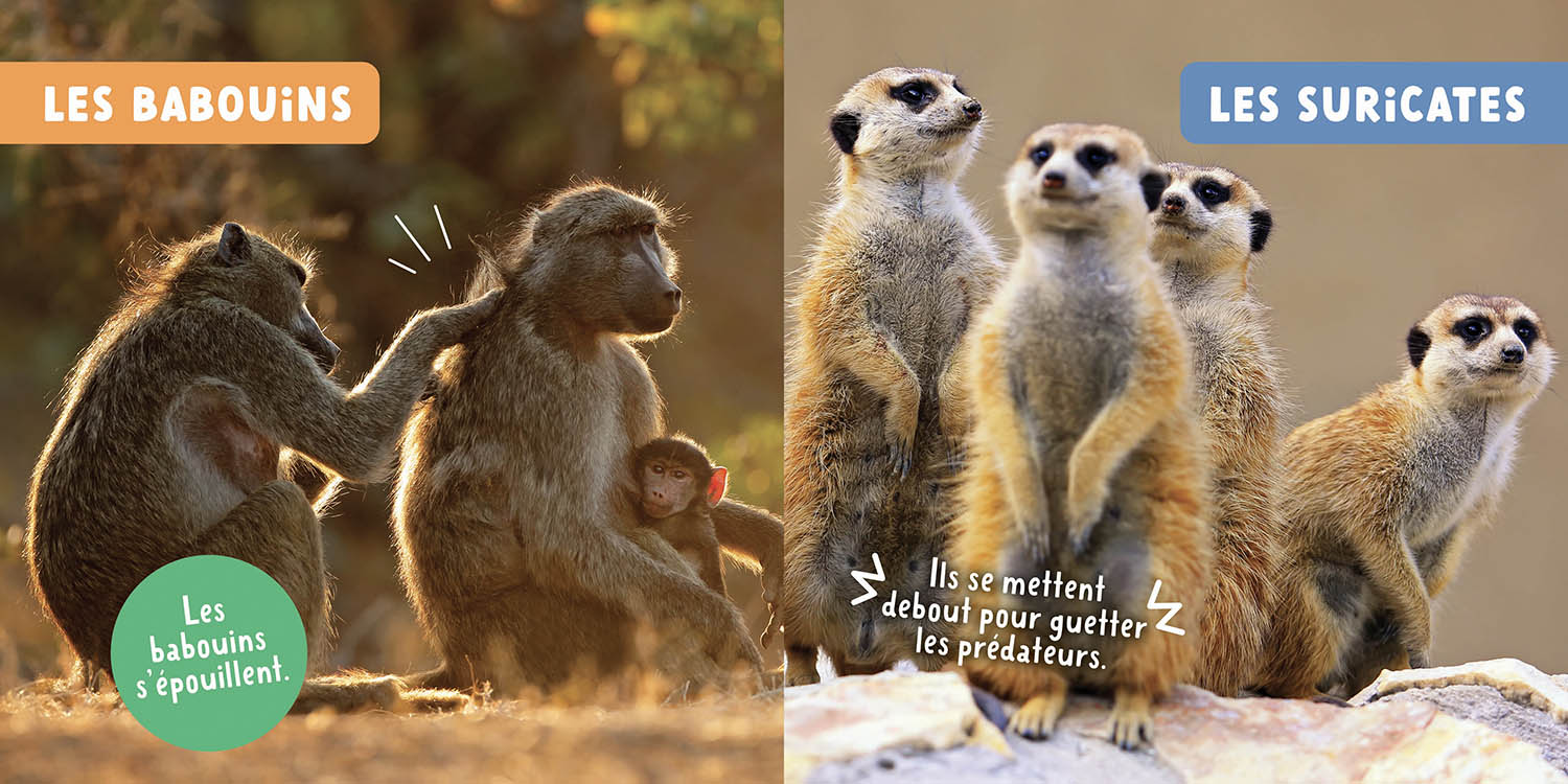 Mon Premier Doc Photo  - Les Animaux De La Savane