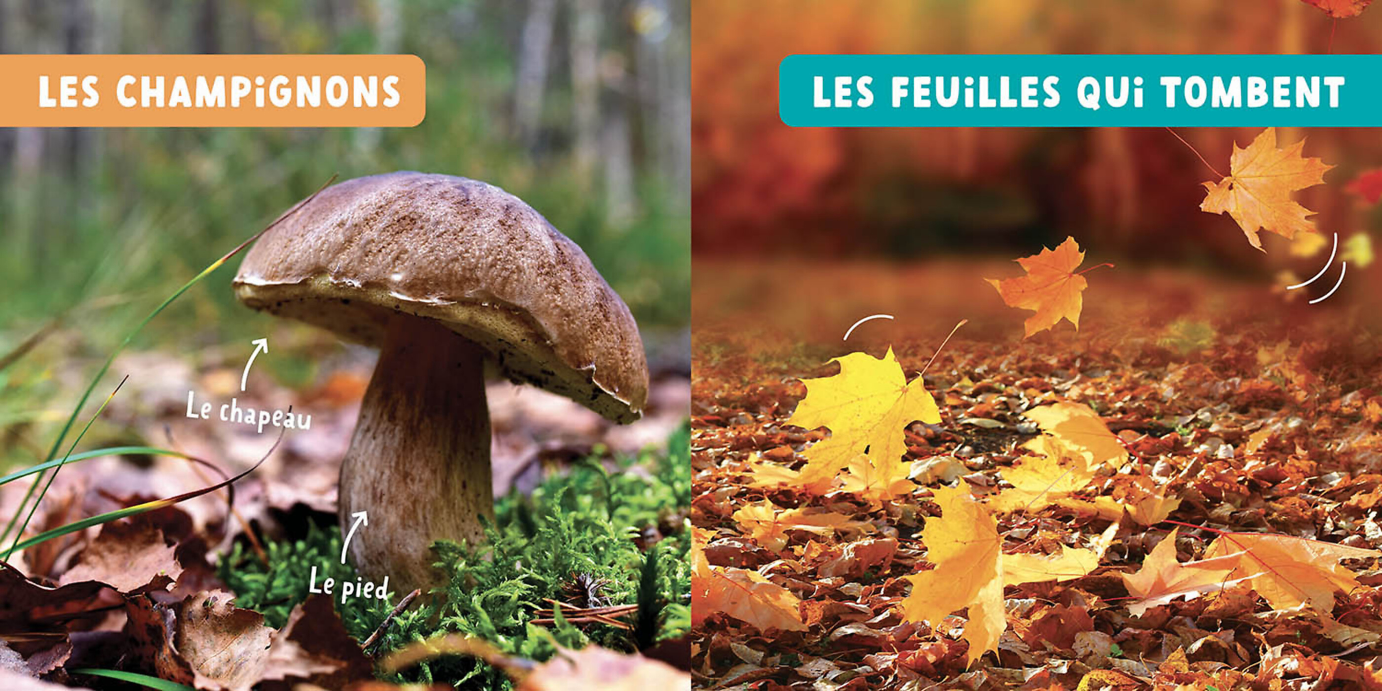 Mon Premier Doc Photo  - Les Saisons