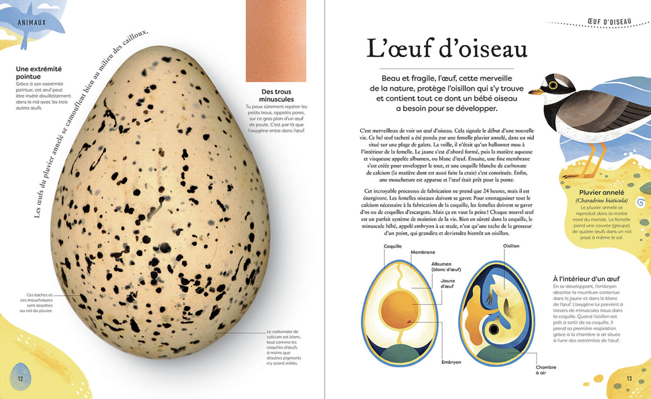 L'anthologie Insolite Des Trésors De La Nature : Roches, Nids, Plumes Et Autres Merveille S