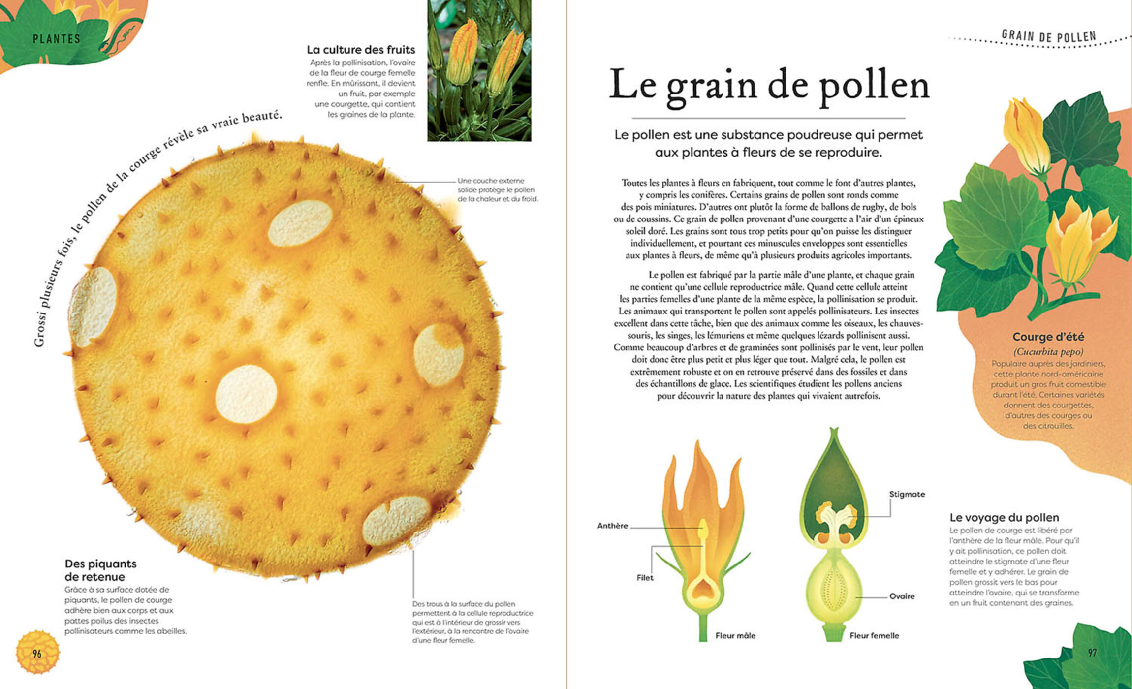 L'anthologie Insolite Des Trésors De La Nature : Roches, Nids, Plumes Et Autres Merveille S