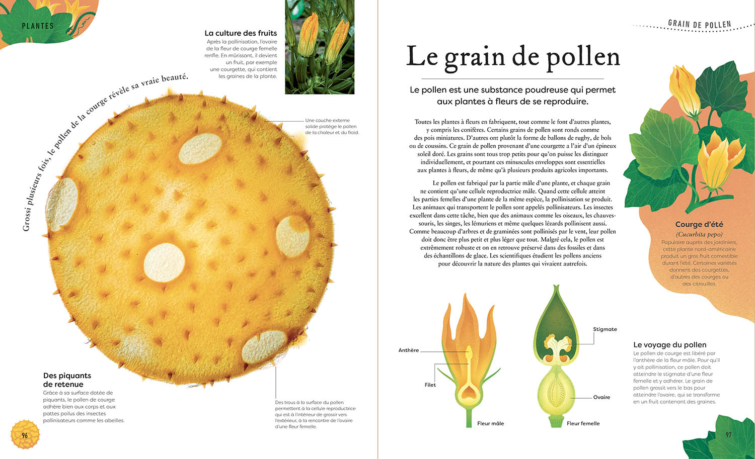 L'anthologie Insolite Des Trésors De La Nature : Roches, Nids, Plumes Et Autres Merveille S