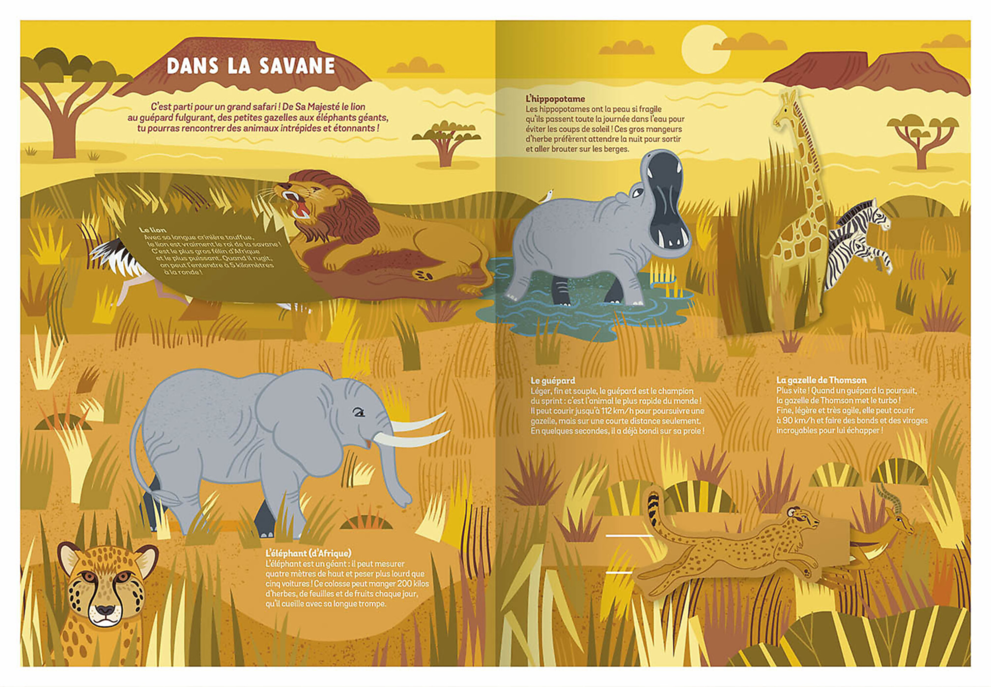 Les Animaux Sauvages - Un Documentaire Animé