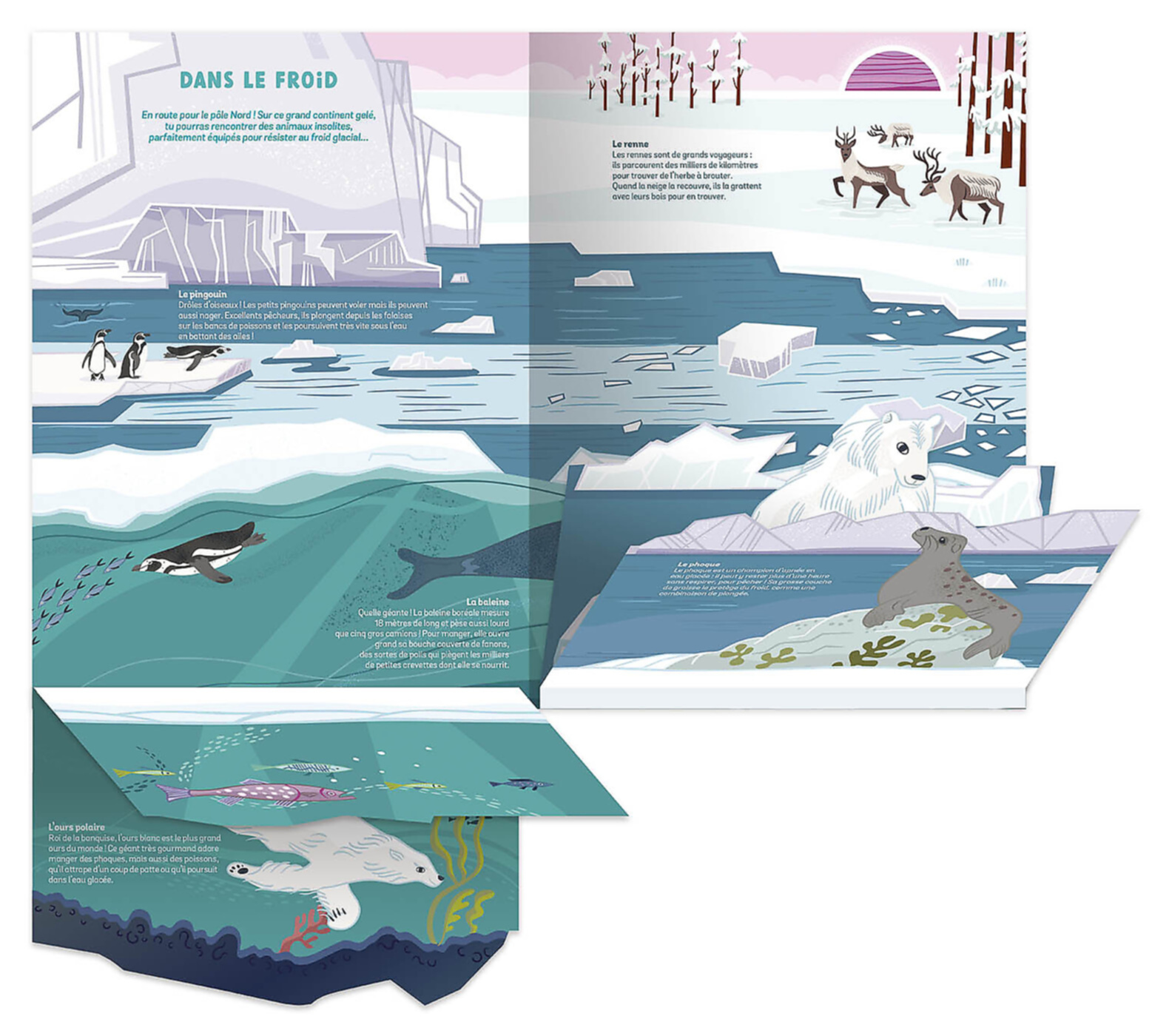 Les Animaux Sauvages - Un Documentaire Animé