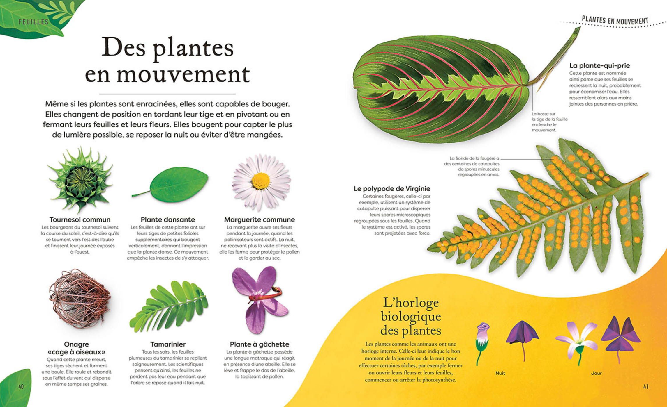 L'anthologie Insolite Des Plantes