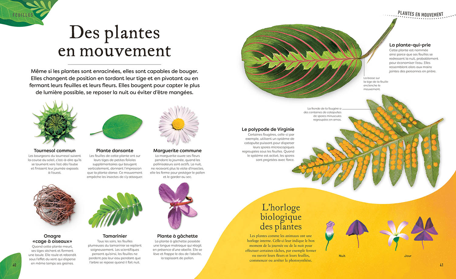 L'anthologie Insolite Des Plantes