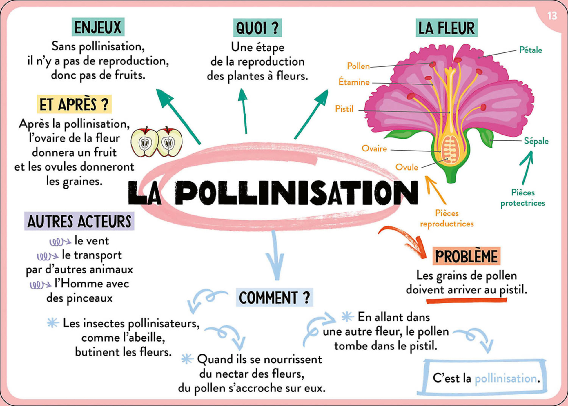 100 Cartes Mentales - Tout Le Programme De 6E