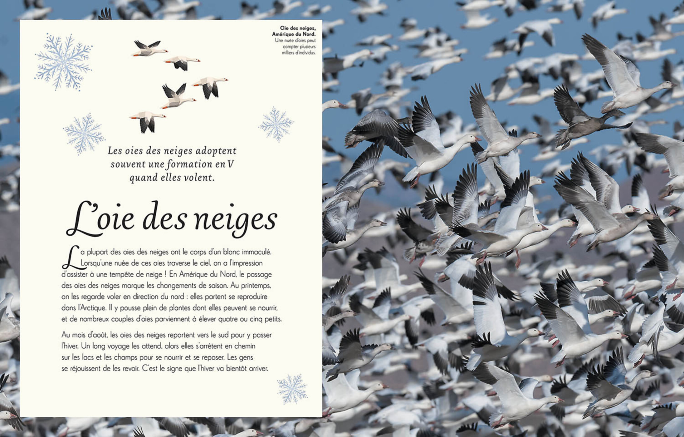 L'anthologie Illustrée Des Oiseaux Merveilleux L'anthologie Illustrée Des Oiseaux Merveilleux
