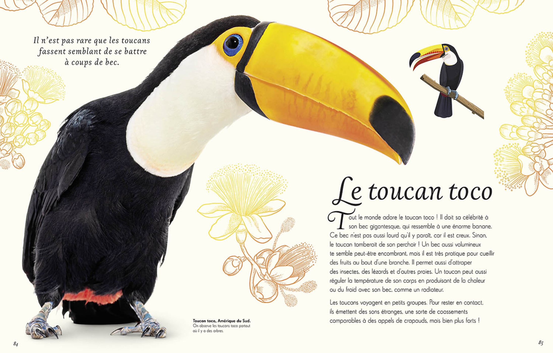 L'anthologie Illustrée Des Oiseaux Merveilleux L'anthologie Illustrée Des Oiseaux Merveilleux