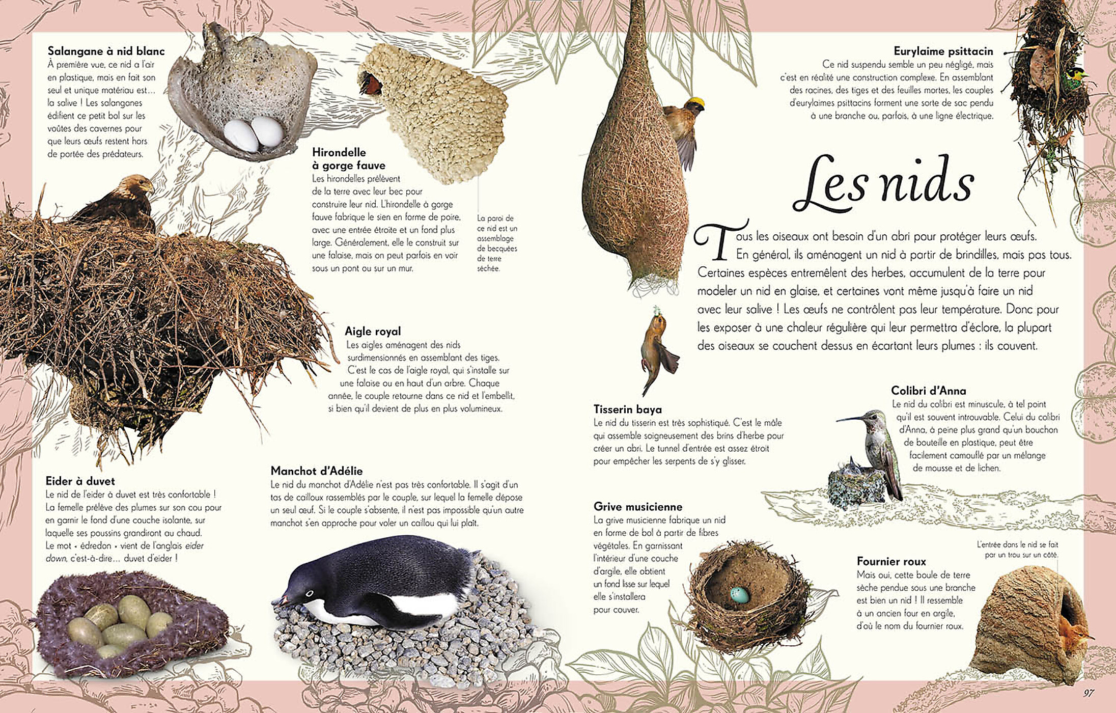 L'anthologie Illustrée Des Oiseaux Merveilleux