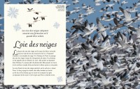 L'anthologie Illustrée Des Oiseaux Merveilleux L'anthologie Illustrée Des Oiseaux Merveilleux