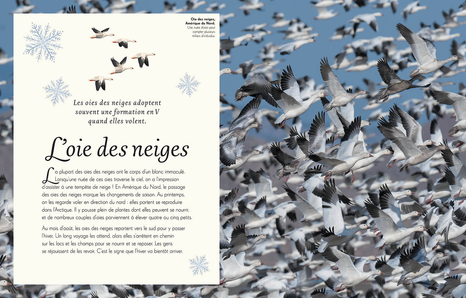L'anthologie Illustrée Des Oiseaux Merveilleux
