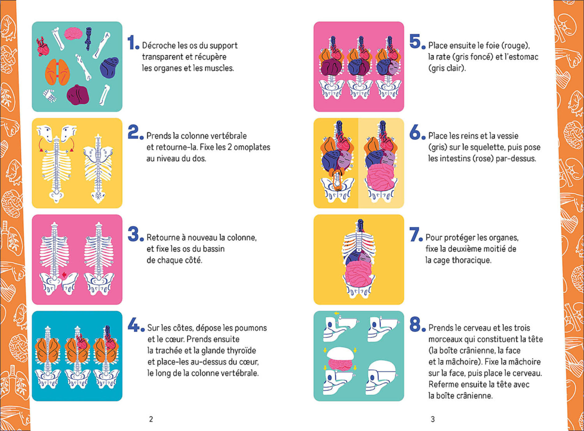 Je Découvre Le Corps Humain