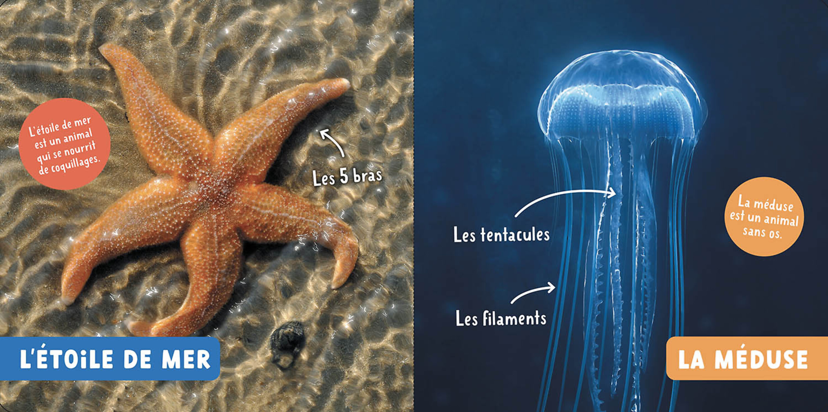 Mon Premier Doc Photo  - Les Animaux De La Mer