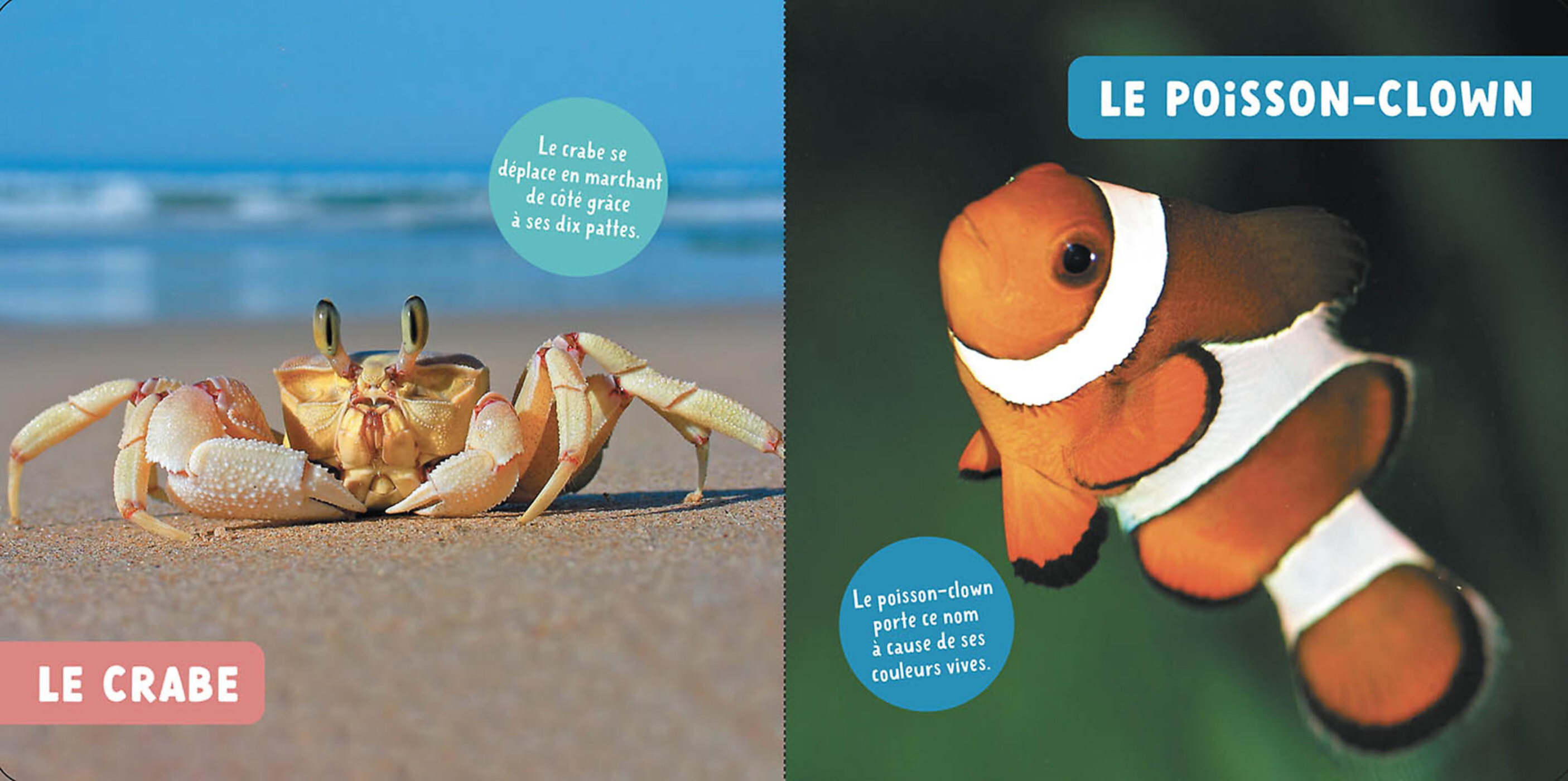 Mon Premier Doc Photo  - Les Animaux De La Mer