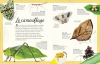 L'anthologie Illustrée Des Insectes Étonnants Et Autres Petites Bêtes L'anthologie Illustrée Des Insectes Étonnants Et Autres Petites Bêtes
