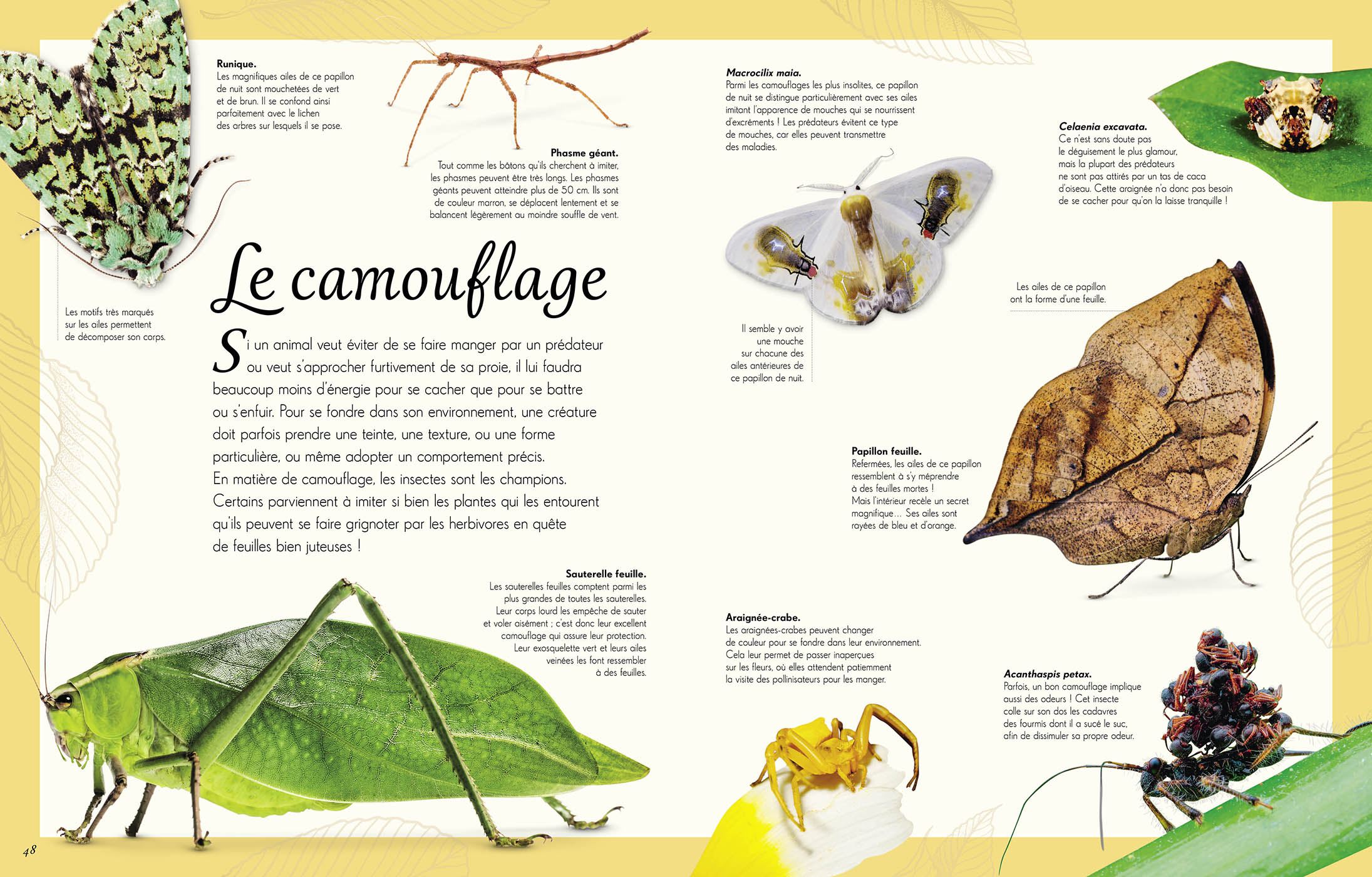 L'anthologie Illustrée Des Insectes Étonnants Et Autres Petites Bêtes