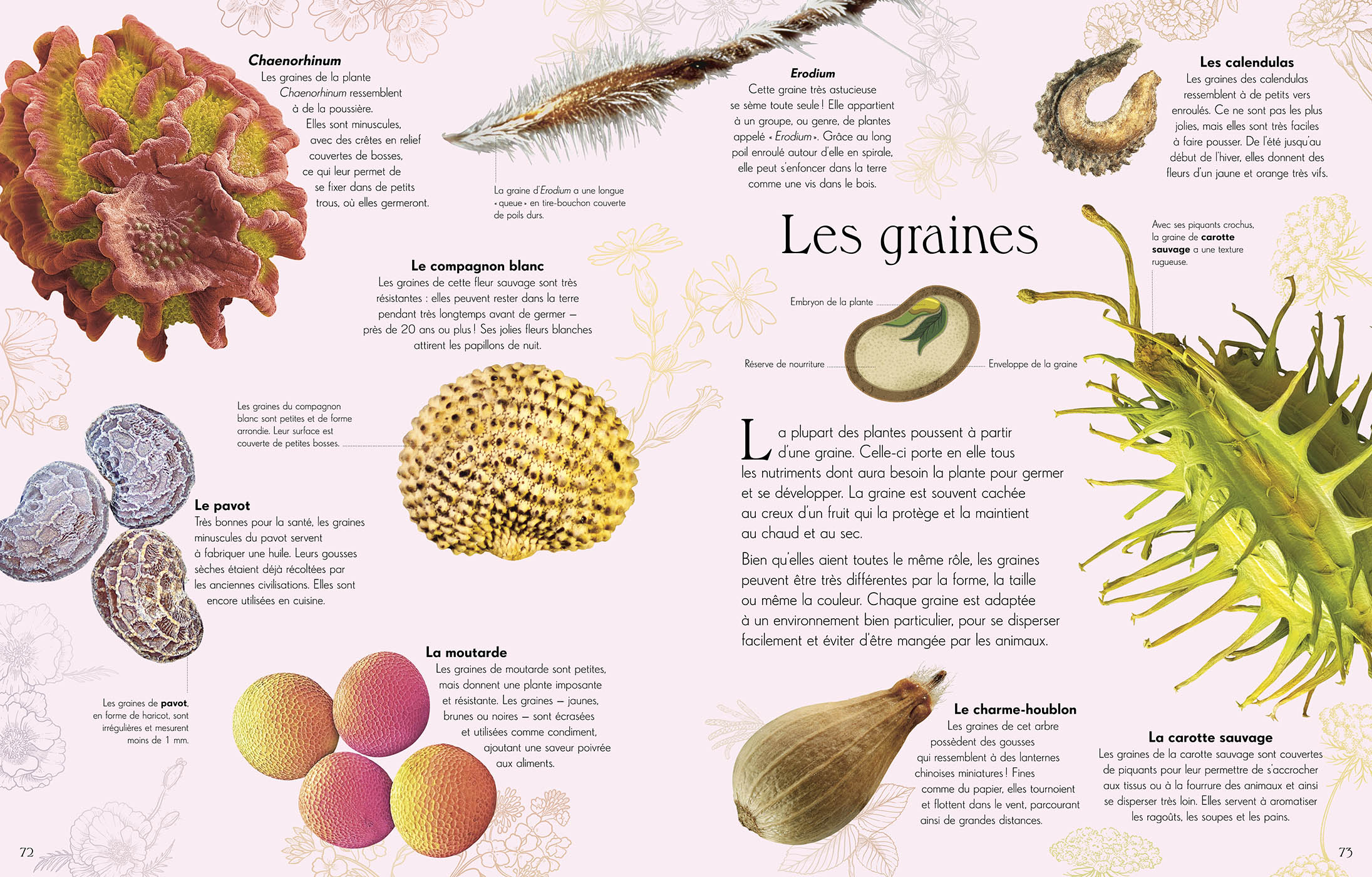 L'anthologie Illustrée De La Vie Microscopique