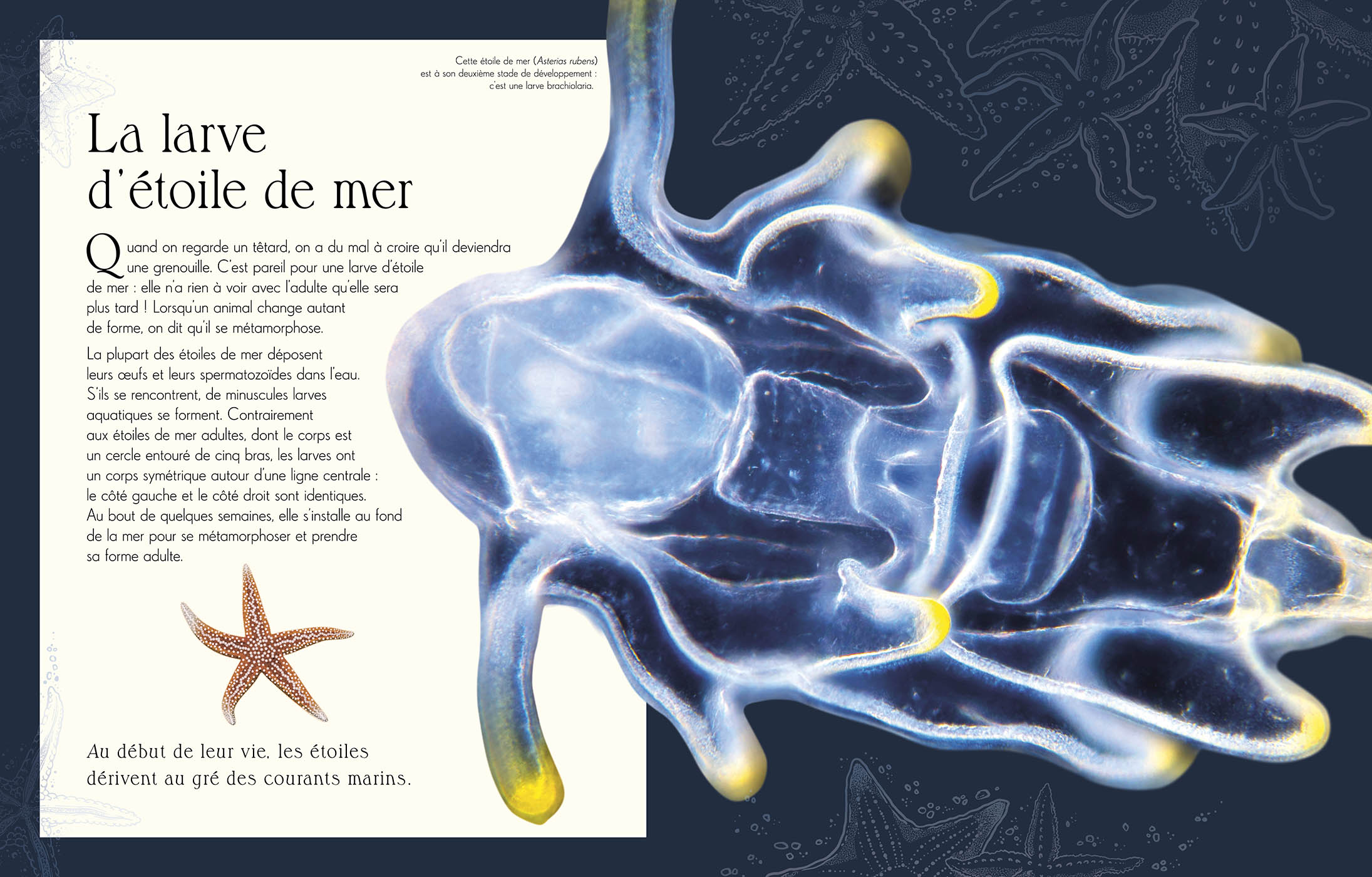 L'anthologie Illustrée De La Vie Microscopique L'anthologie Illustrée De La Vie Microscopique