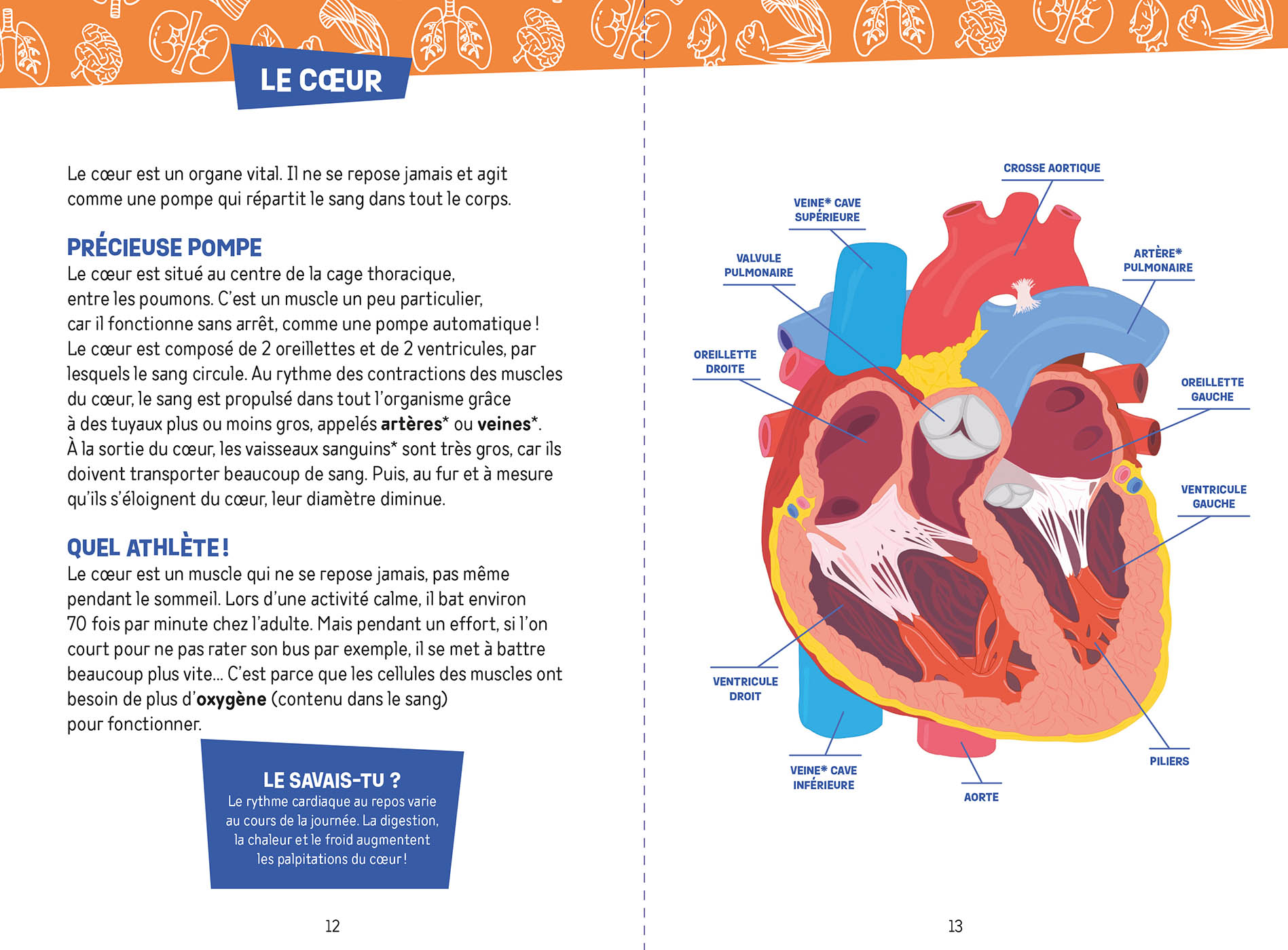 Auzou Lab' - Je Découvre Le Corps Humain
