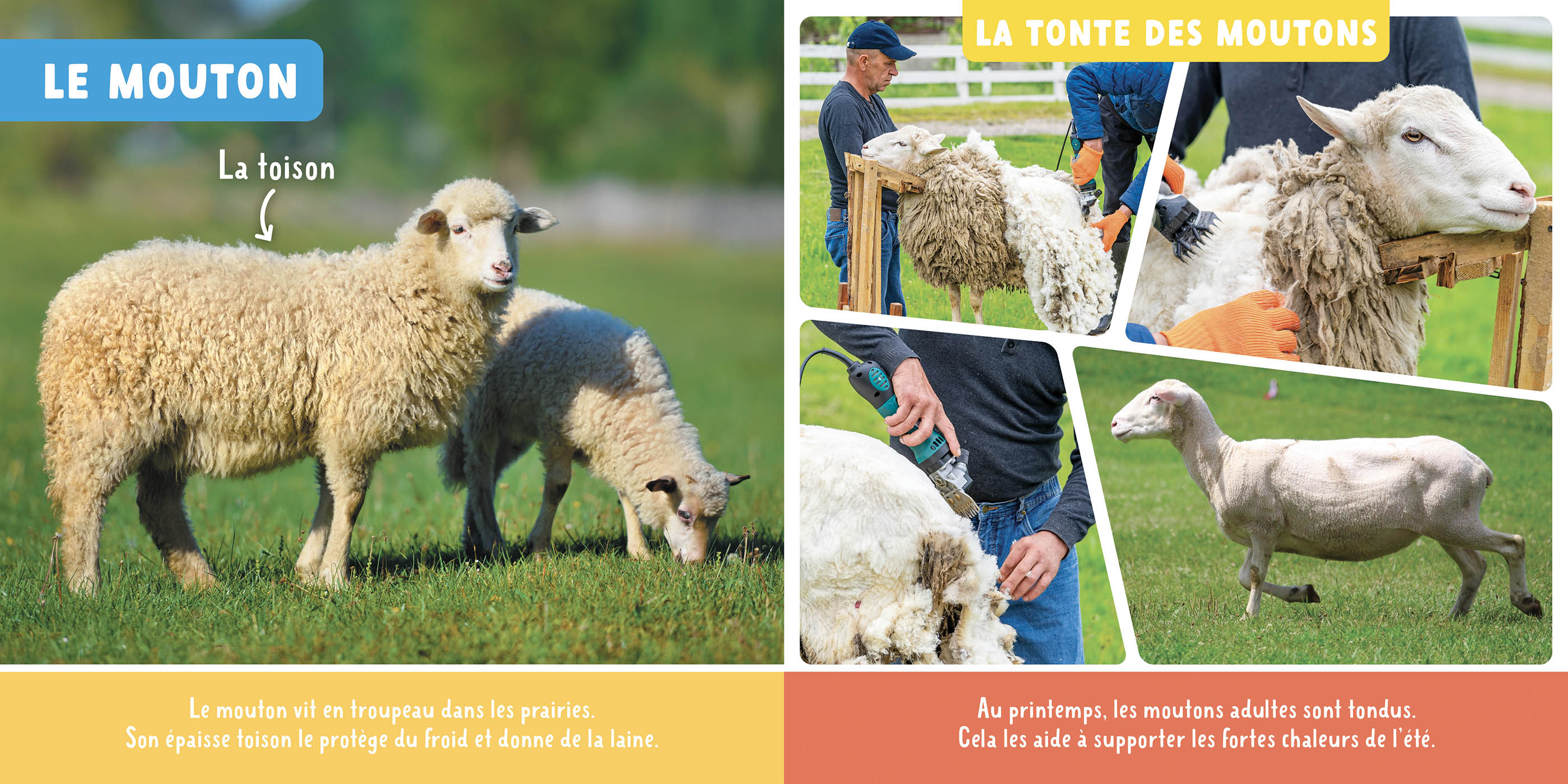 Mon Premier Doc Photo - Les Animaux De La Ferme