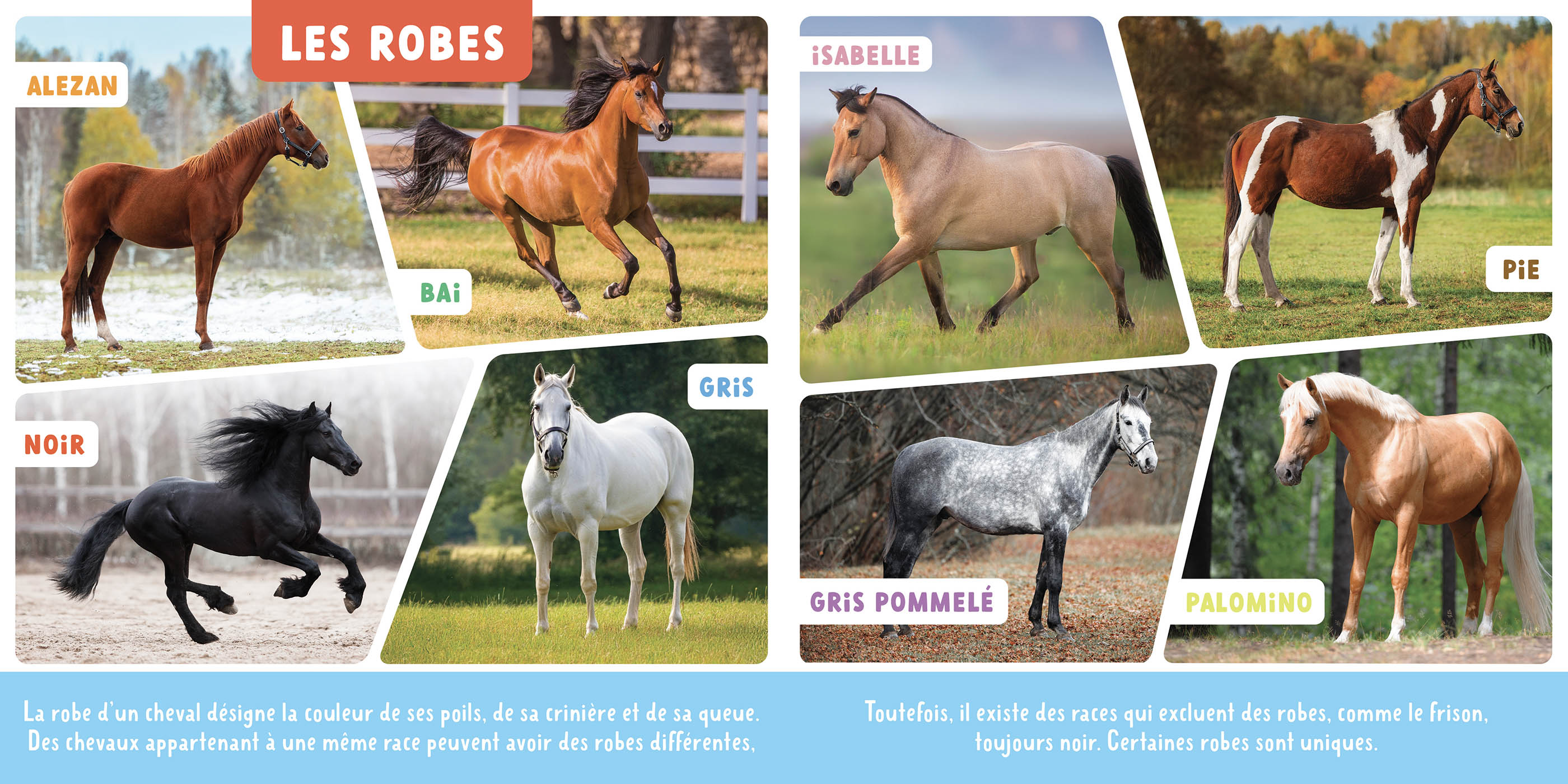 Mon Premier Doc Photo - Les Chevaux Et Les Poneys