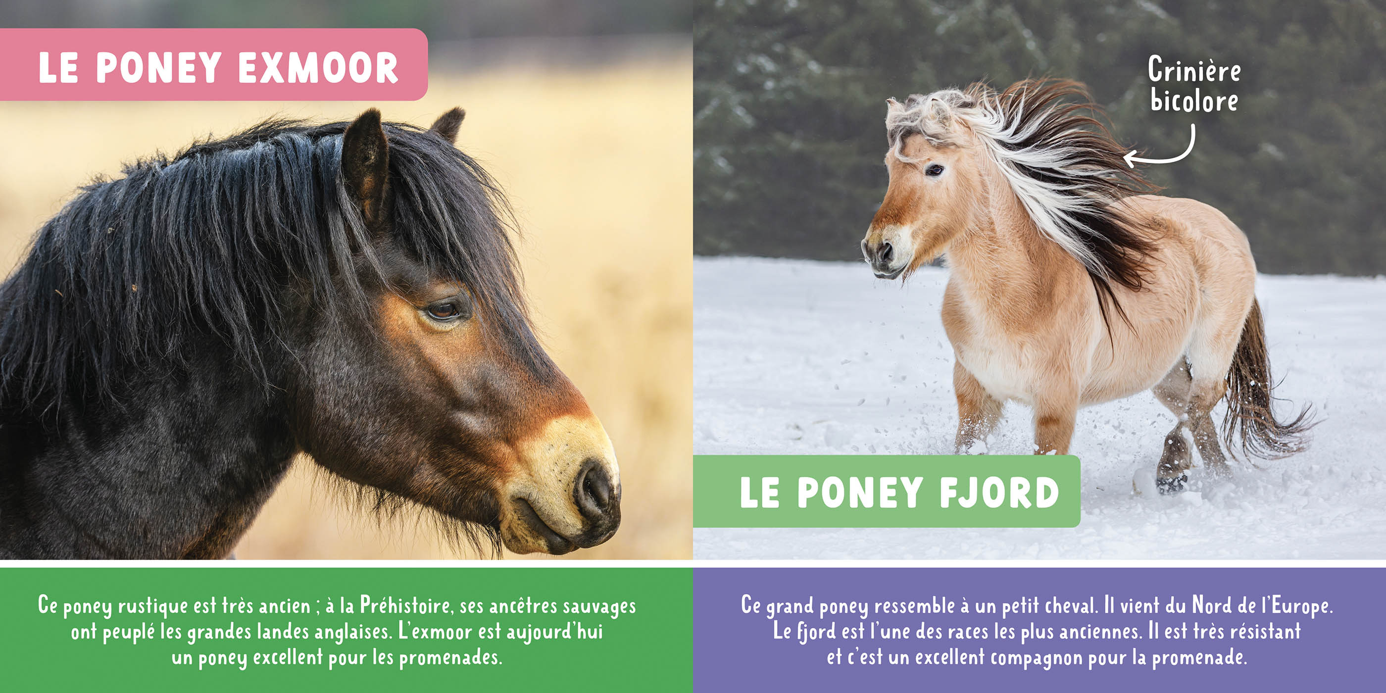 Mon Premier Doc Photo - Les Chevaux Et Les Poneys Mon Premier Doc Photo - Les Chevaux Et Les Poneys