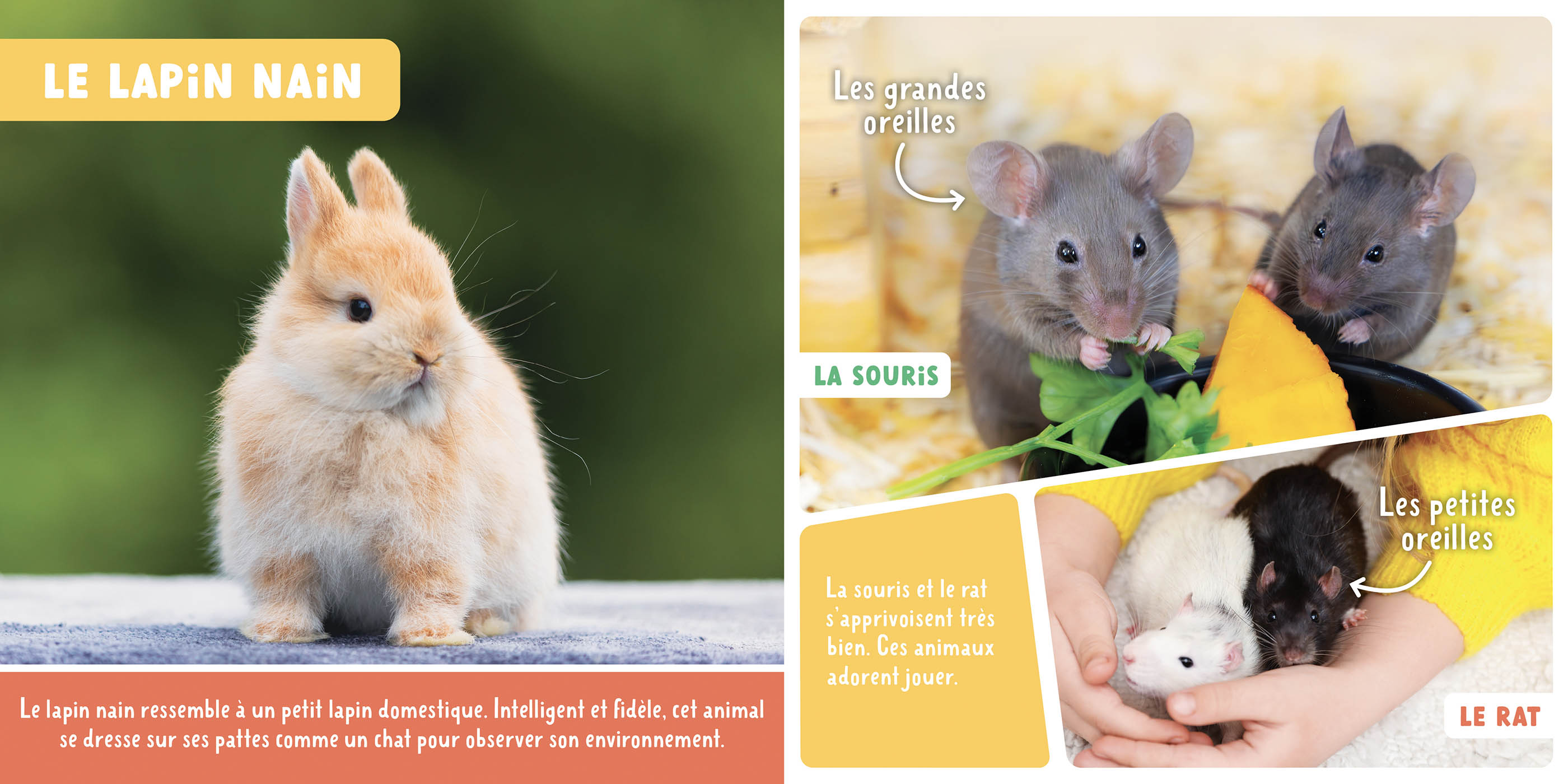 Mon Premier Doc Photo - Les Animaux De Compagnie