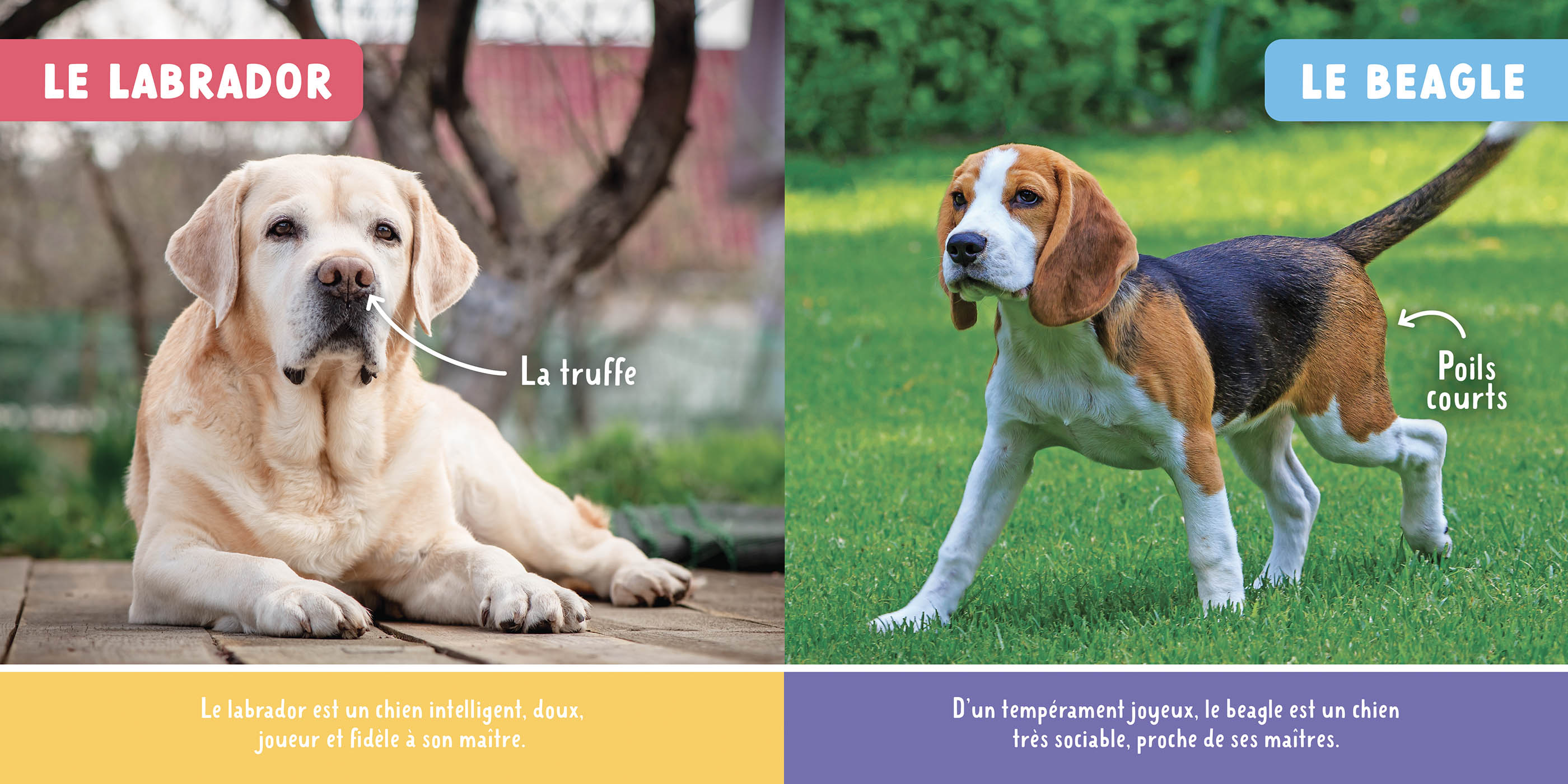 Mon Premier Doc Photo - Les Animaux De Compagnie Mon Premier Doc Photo - Les Animaux De Compagnie